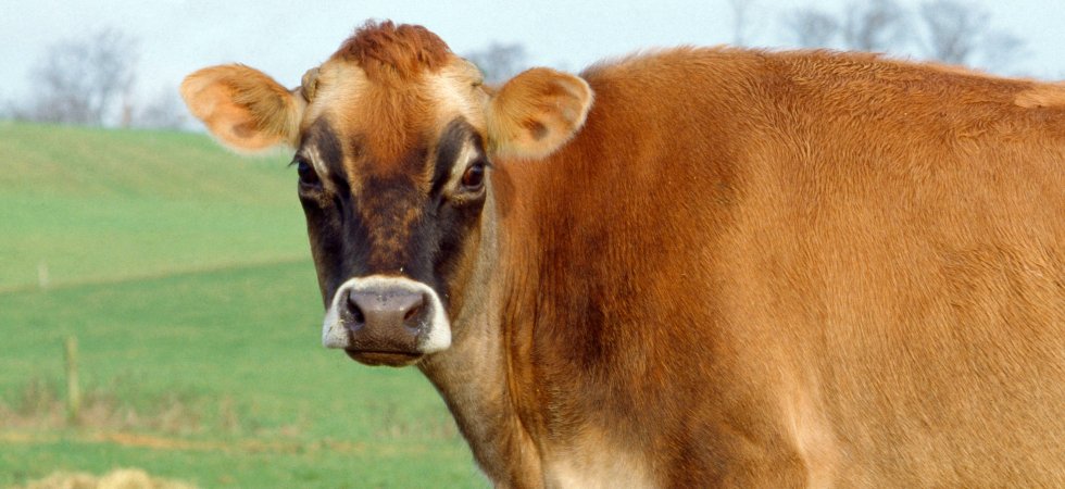 Creuse : ils achètent une vache en commun, le village en ressort transformé  