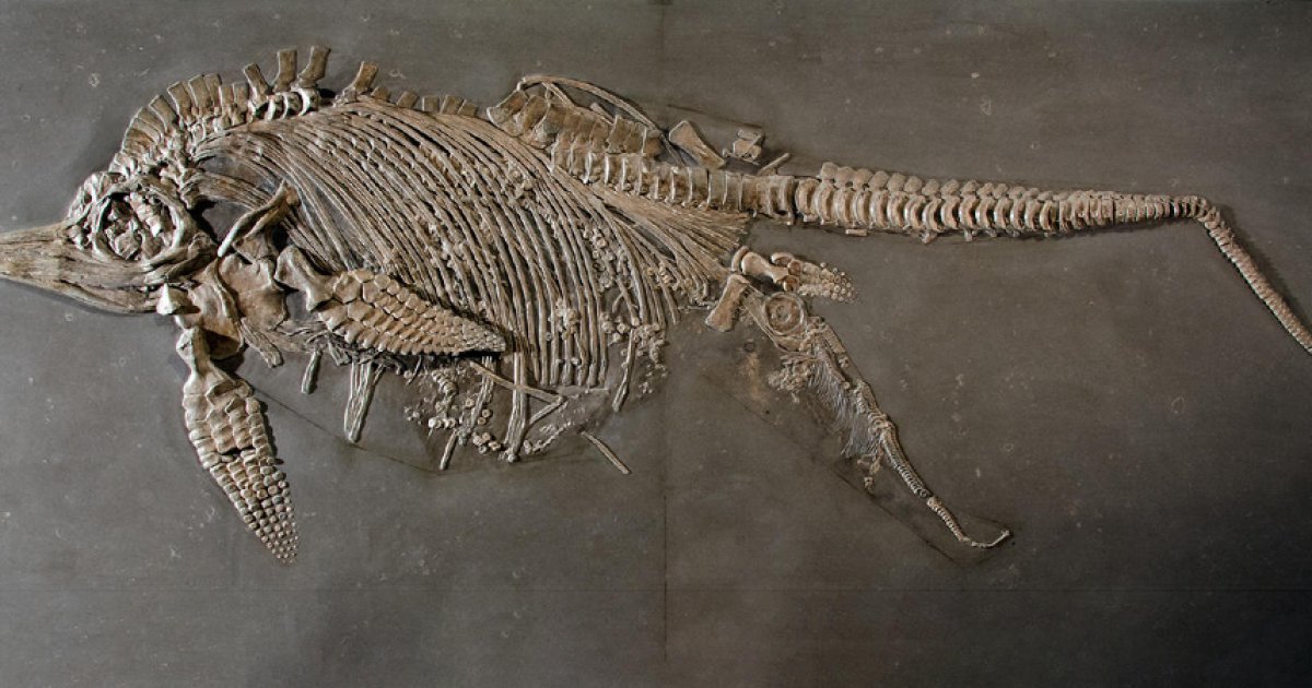 Inghilterra: i fossili ritrovati da una bambina sono quelli dei più grandi rettili marini mai rinvenuti: Novità
