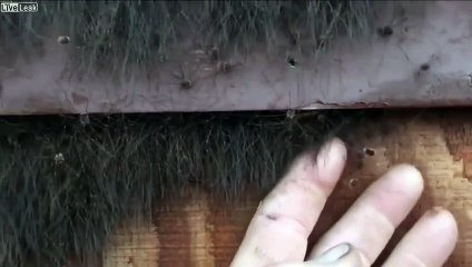 Des chercheurs transforment des araignées mortes en pinces mécaniques -  Vidéo Dailymotion