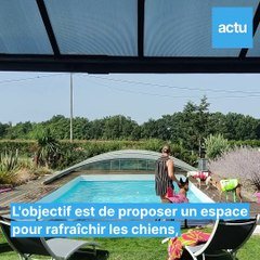 La première piscine pour chiens de France a ouvert ses portes Le