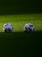 Un acteur de Ted Lasso devient vraiment footballeur !