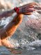 Eau libre - Mondiaux : Née en France, Pou bronzée avec Monaco 
