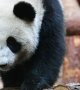 Mondial 2022 : La Chine offre des pandas géants au Qatar