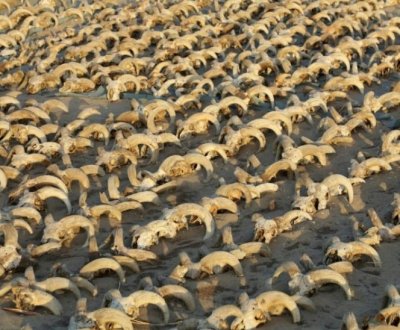 Egypte : 2.000 têtes de béliers momifiées découvertes