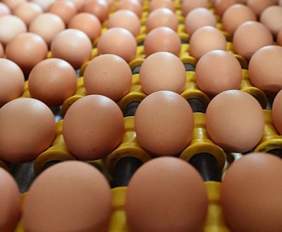 Salmonelle : plusieurs marques d'œufs rappelées