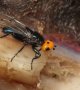 Supposée être éteinte depuis plus de 100 ans, une espèce rare de mouche repéré dans les Pyrénées 