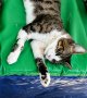 Maltraitance animale : une soixante de chats retrouvés congelés ou enterrés et soigneusement enveloppés dans du tissu