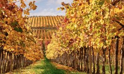Sécheresse : l’idée inattendue d’un viticulteur des Pyrénées-Orientales pour faire tomber la pluie