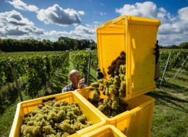 Avec le changement climatique, le chardonnay prend racine dans les Hauts-de-France