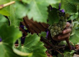 Début des vendanges dans le Bordelais : des raisins gorgés de soleil, un millésime prometteur