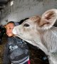 Tunisie: la pénurie de lait, symptôme d'une filière "en lent effondrement"