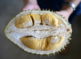 Drones et capteurs: la culture des durians passe au high-tech en Malaisie