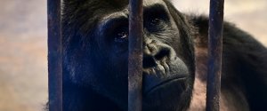 Nouveaux remous autour du dernier gorille en captivité de Thaïlande
