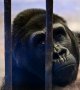 Nouveaux remous autour du dernier gorille en captivité de Thaïlande