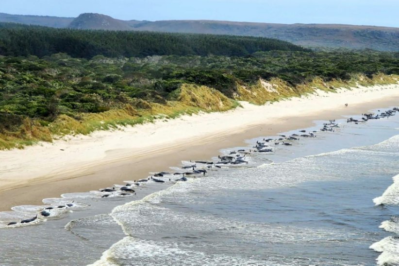 Photo aérienne du 21 septembre 2022 du Département de l'environnement et des ressources naturelles de Tasmanie (Australie) montrant des cétacés de l'espèce &quot;dauphins pilotes échoués sur une plage