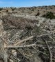 Au Liban, des arbres millénaires menacés par l'abattage illégal