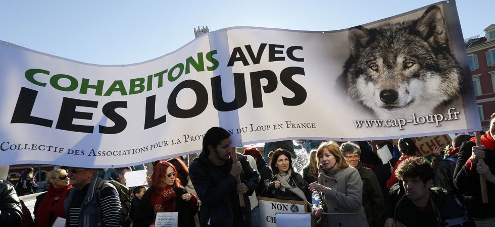 Abattage De Loups Des Ong Préparent La Riposte