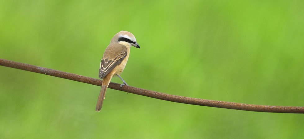 La Mésange Bleue Petit Oiseau Haut En Couleurs