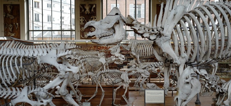 Pour restaurer le mammouth de Durfort, le Muséum d'histoire naturelle lance un appel aux dons