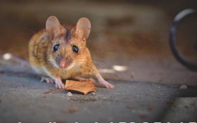 Une Invasion De Souris Ravage L Australie Des Images Siderantes Une Invasion De Souris Ravage L Australie Des Images Siderantes